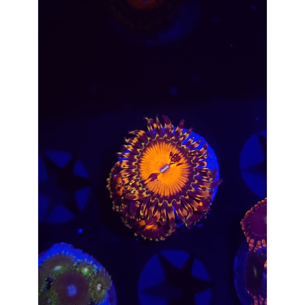 Reverse Hallucination Zoanthid Frag WYSIWYG!