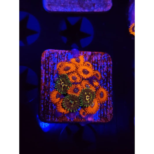 Charmander/Ninjago Combo Zoanthid Frag WYSIWYG!