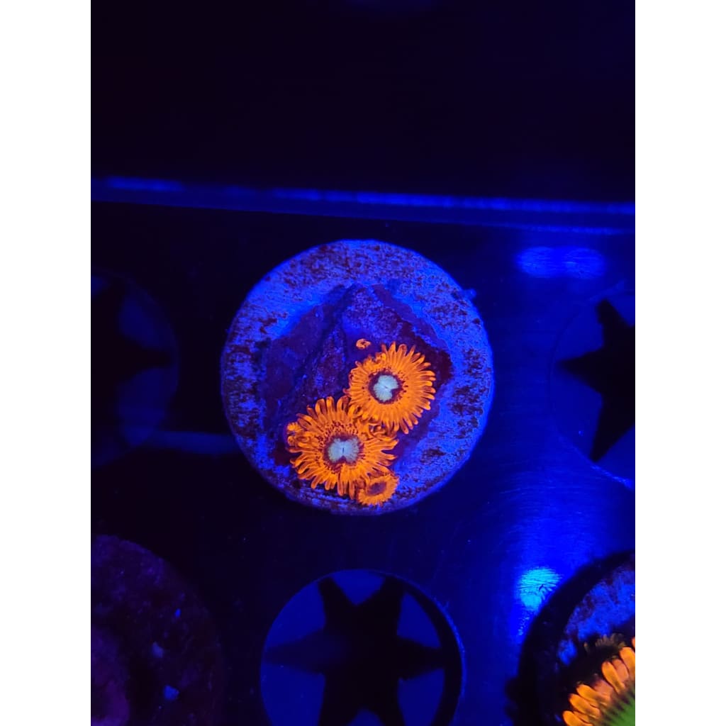 Charmander Zoanthid Frag WYSIWYG!
