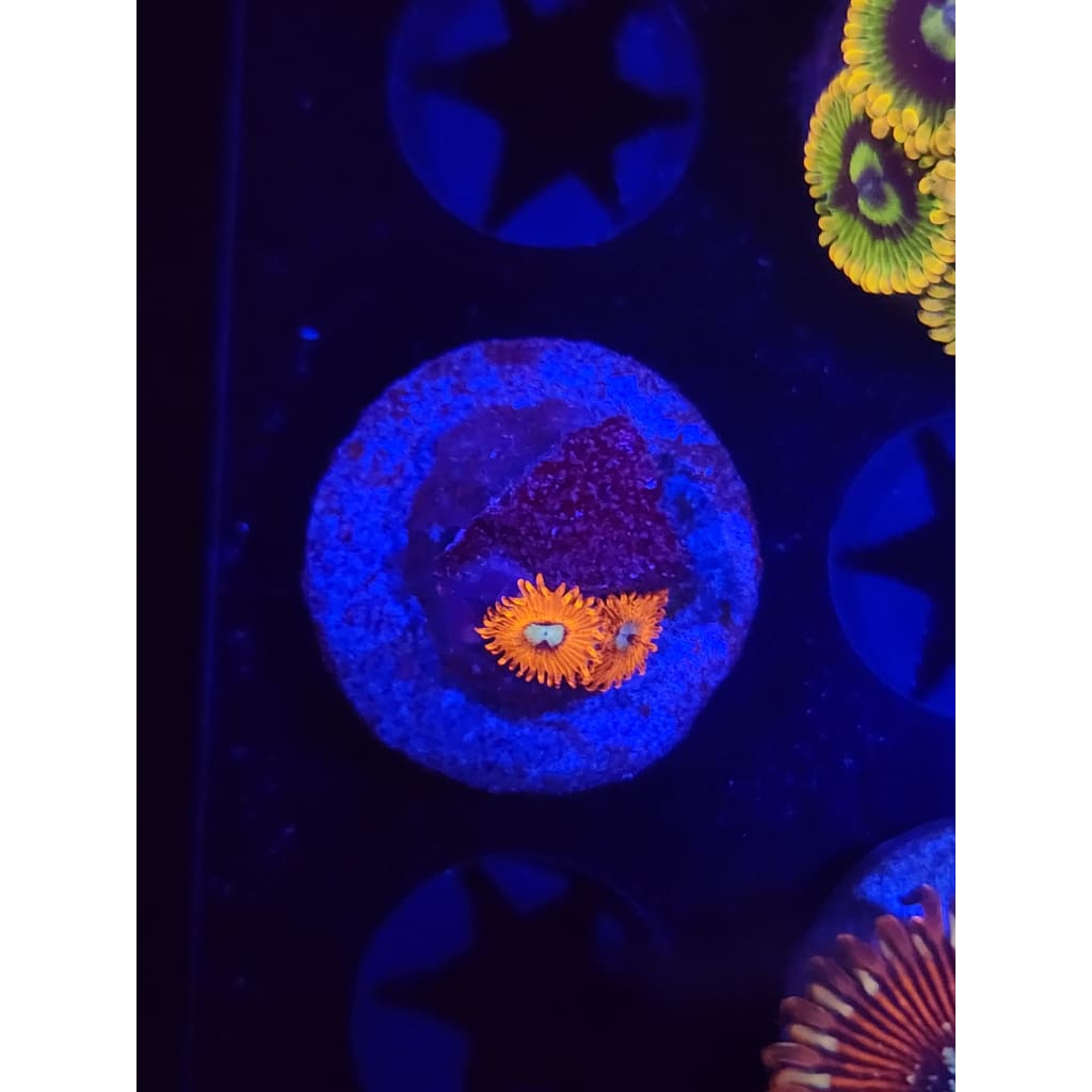 Charmander Zoanthid Frag WYSIWYG!