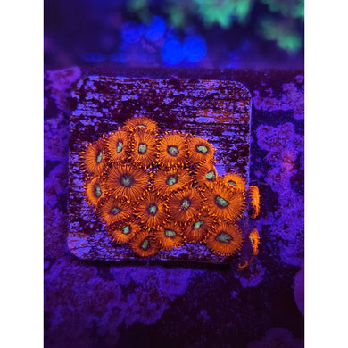 Charmander Zoanthid Frag WYSIWYG!