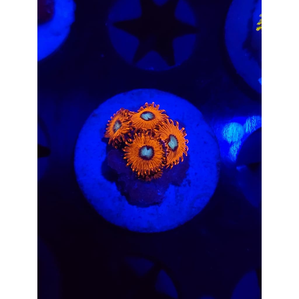 Charmander Zoanthid Frag WYSIWYG!