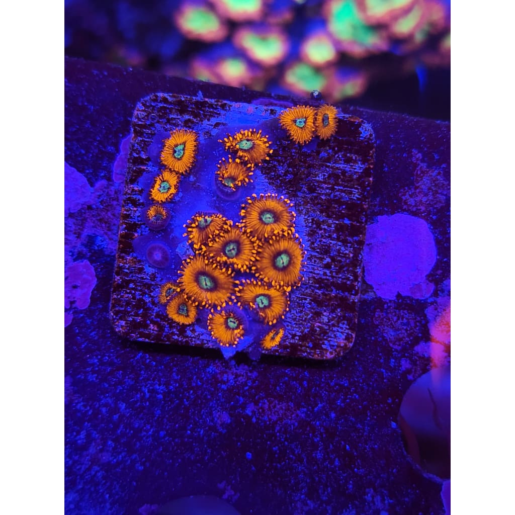 Charmander Zoanthid Frag WYSIWYG!