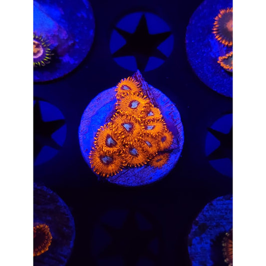 Charmander Zoanthid Frag WYSIWYG!