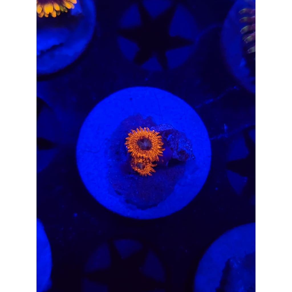 Charmander Zoanthid Frag WYSIWYG!