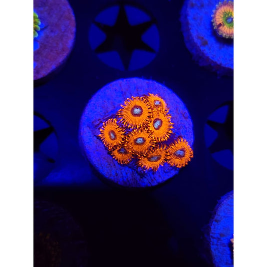 Charmander Zoanthid Frag WYSIWYG!