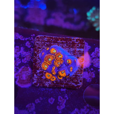 Charmander Zoanthid Frag WYSIWYG!