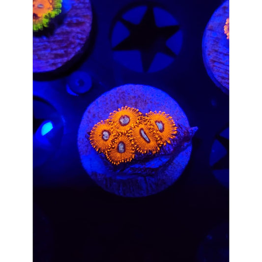 Charmander Zoanthid Frag WYSIWYG!