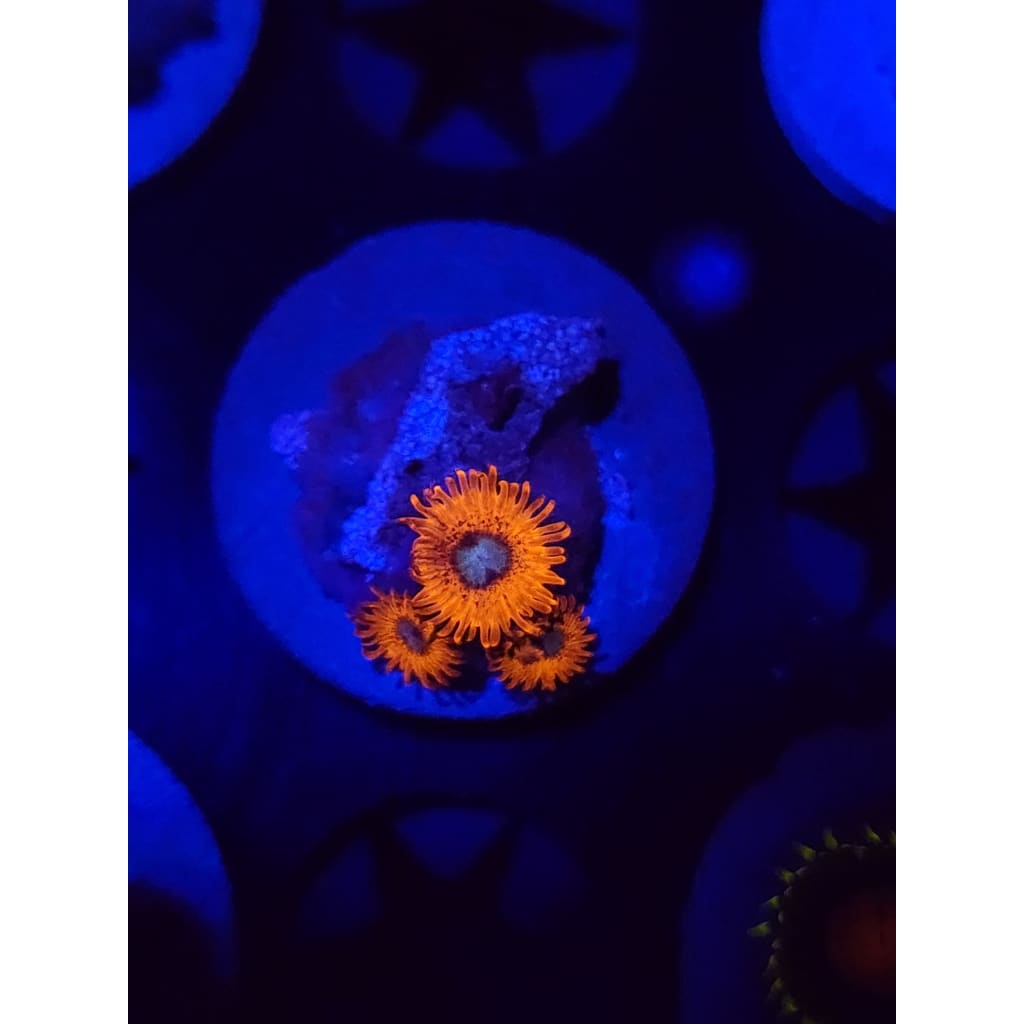 Charmander Zoanthid Frag WYSIWYG!