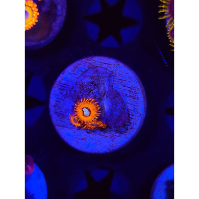 Charmander Zoanthid Frag WYSIWYG!