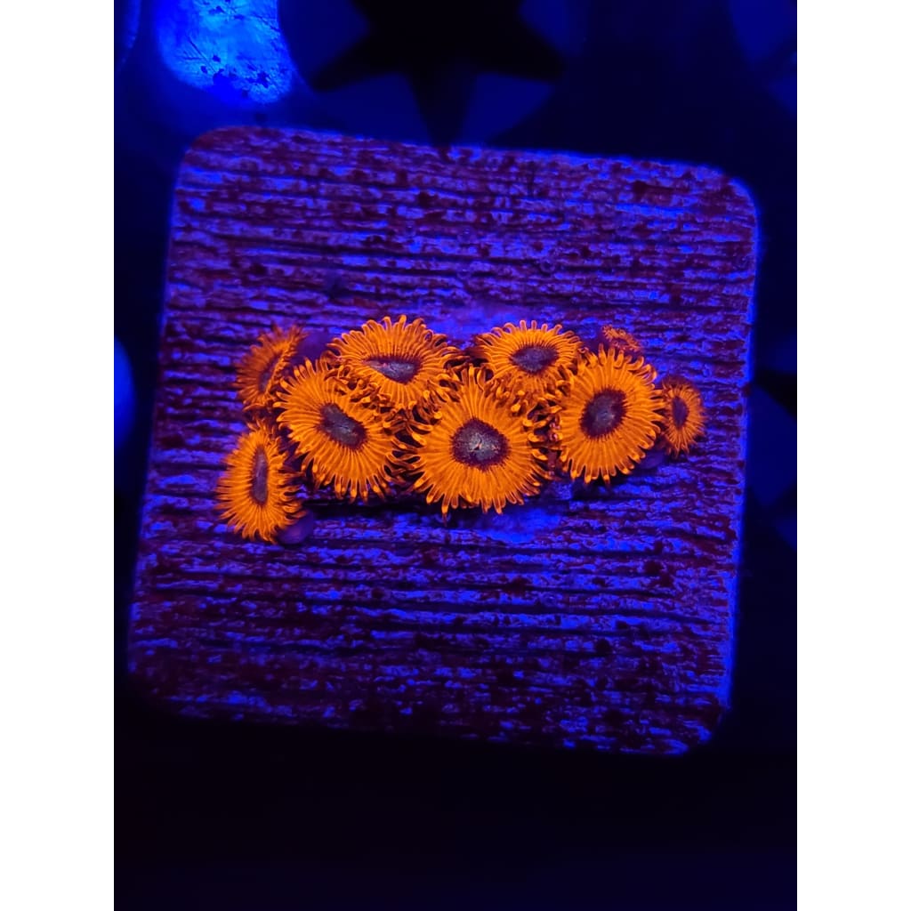 Charmander Zoanthid Frag WYSIWYG!