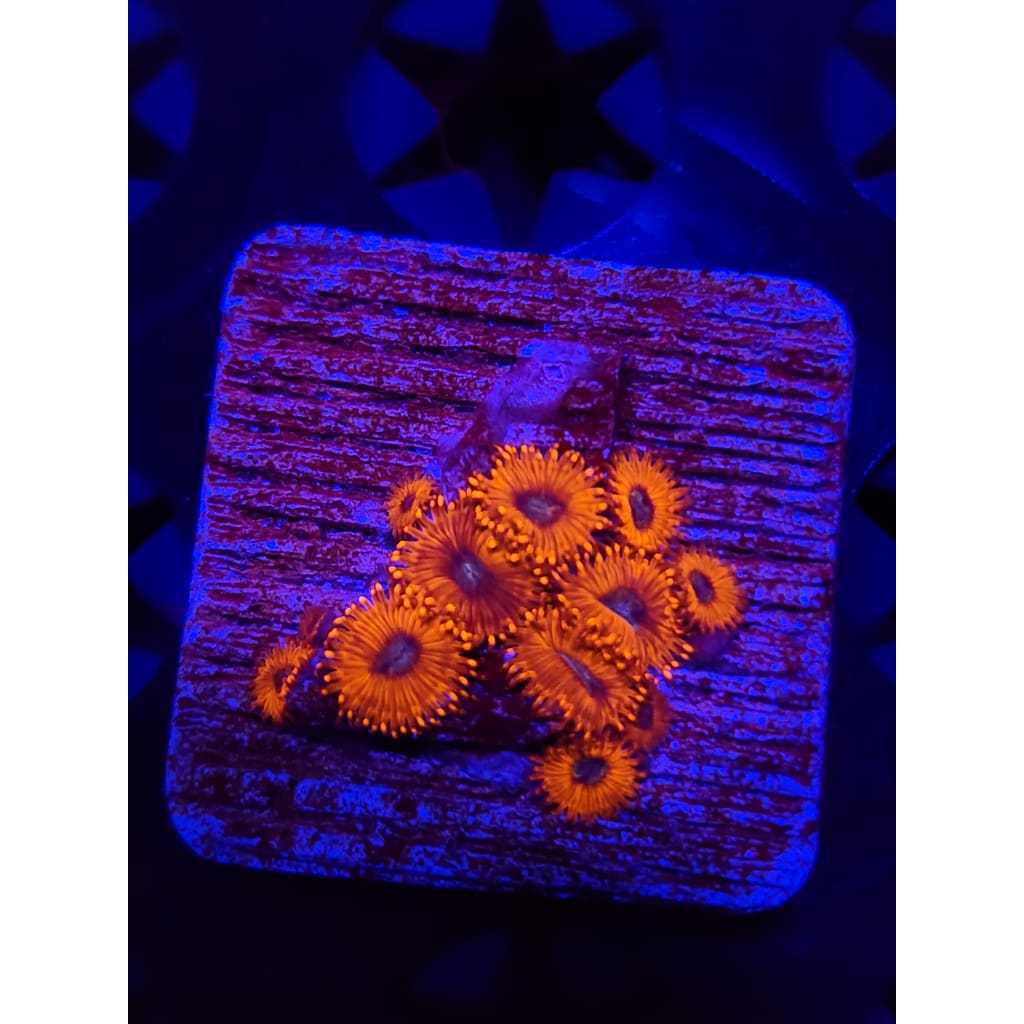 Charmander Zoanthid Frag WYSIWYG!