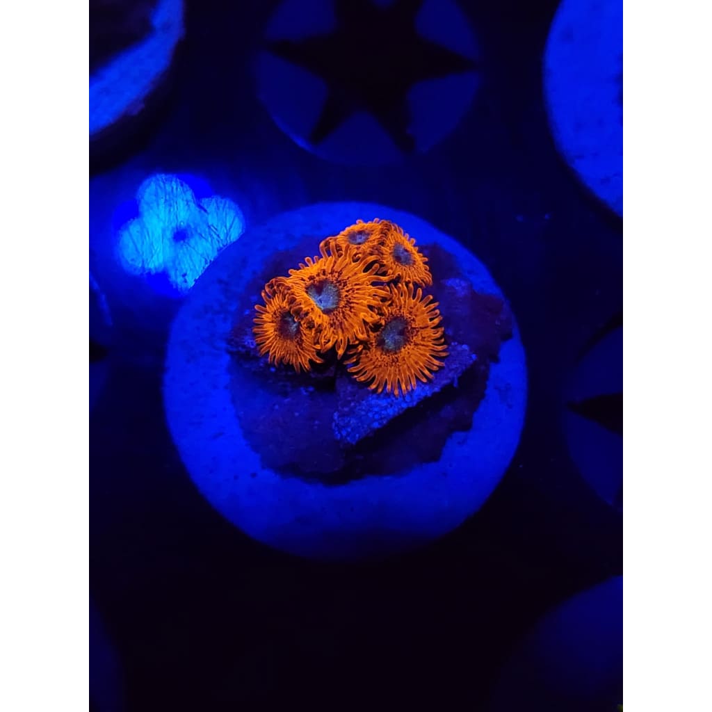 Charmander Zoanthid Frag WYSIWYG!
