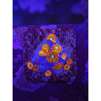 Charmander Zoanthid Frag WYSIWYG!
