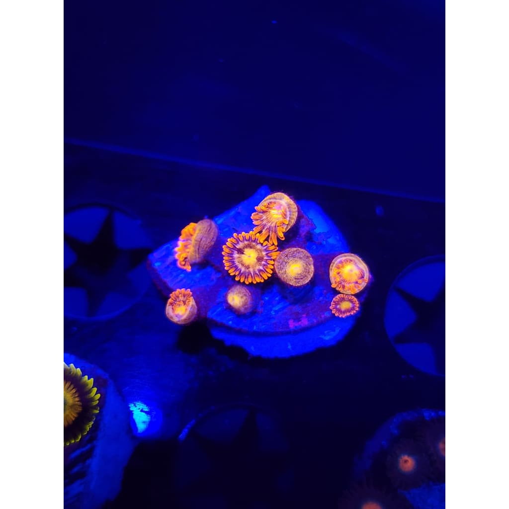 Chemical Romance Zoanthid Frag WYSIWYG!