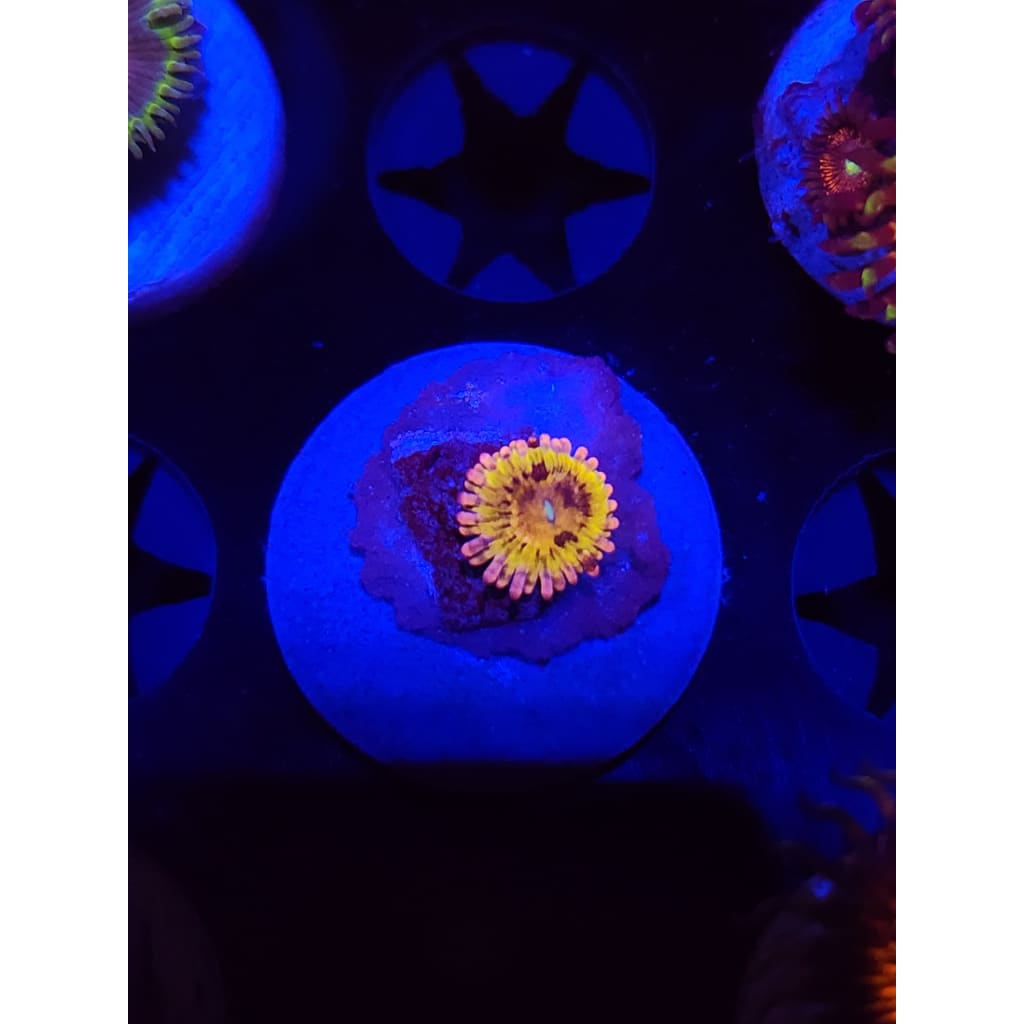 Chiqita Zoanthid Frag WYSIWYG!