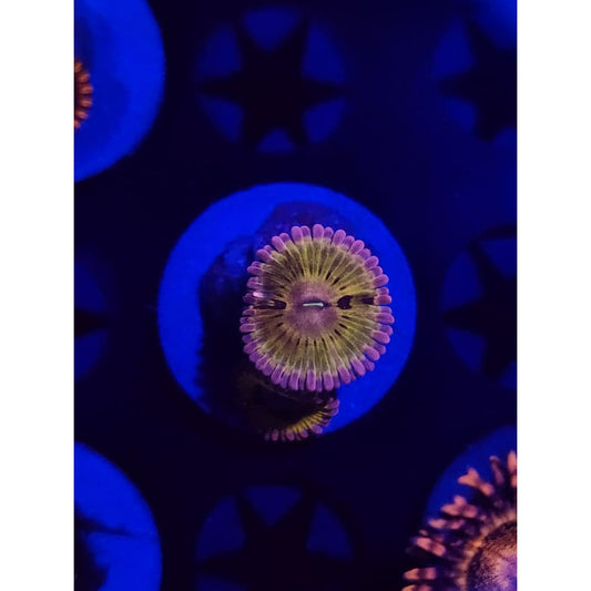 Chiqita Zoanthid Frag WYSIWYG!
