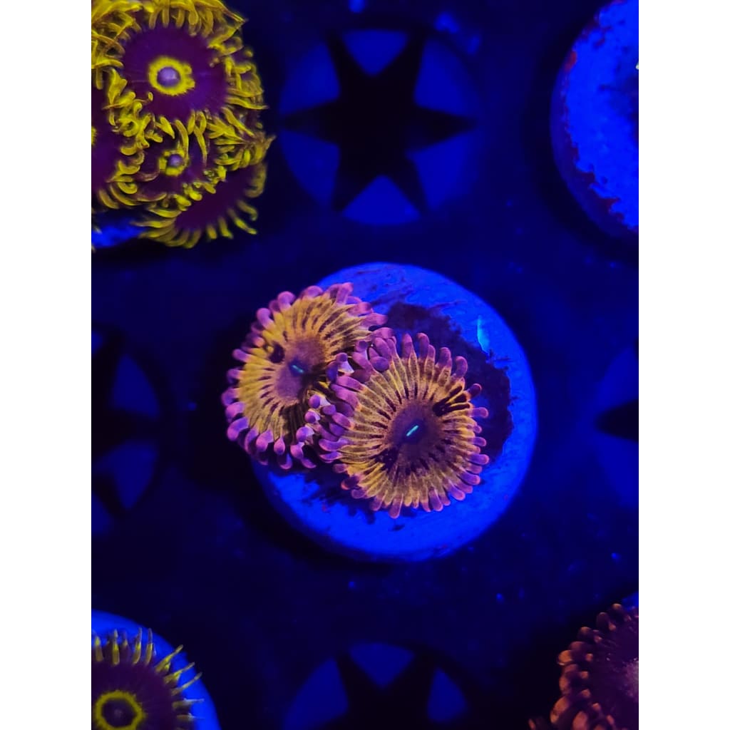 Chiqita Zoanthid Frag WYSIWYG!