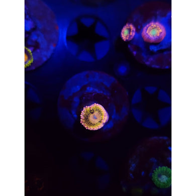 Chiqita Zoanthid Frag WYSIWYG!