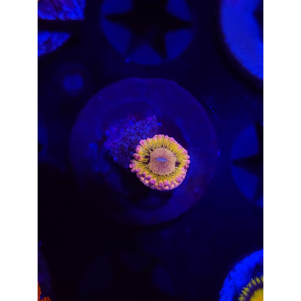 Chiqita Zoanthid Frag WYSIWYG!