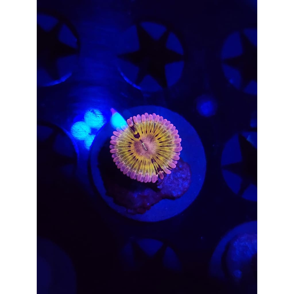Chiqita Zoanthid Frag WYSIWYG!