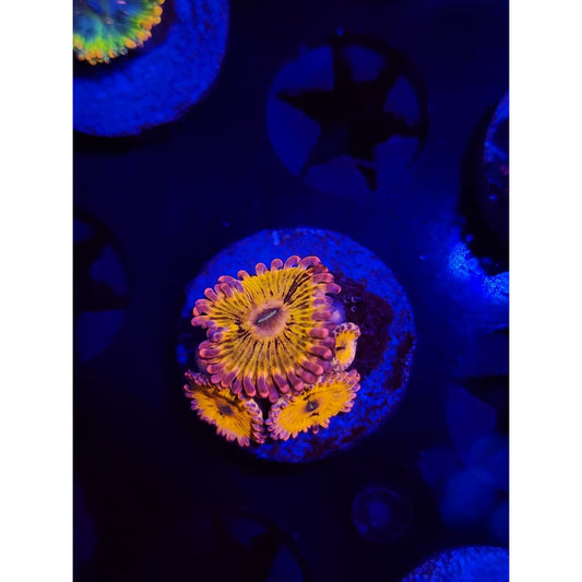 Chiqita Zoanthid Frag WYSIWYG!