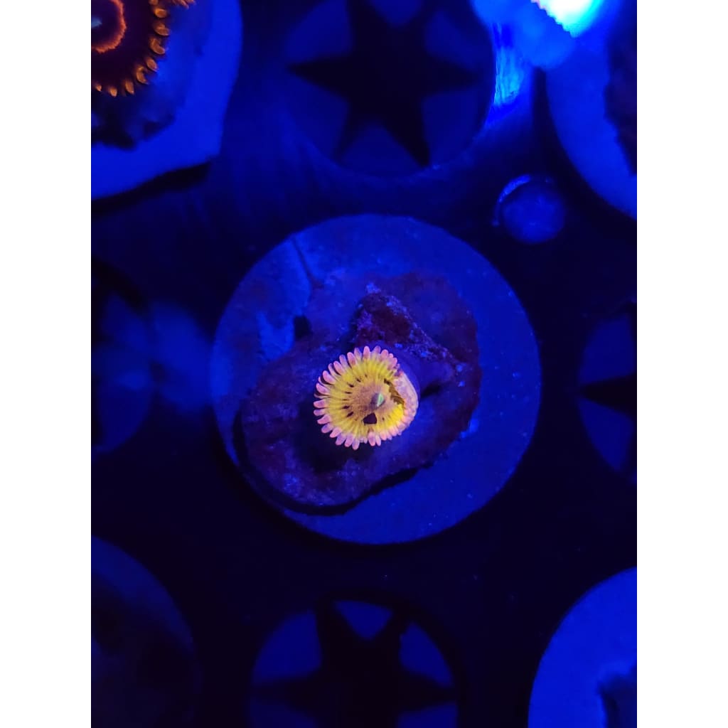 Chiqita Zoanthid Frag WYSIWYG!