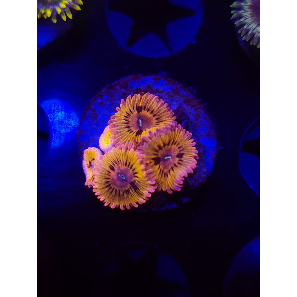 Chiqita Zoanthid Frag WYSIWYG!