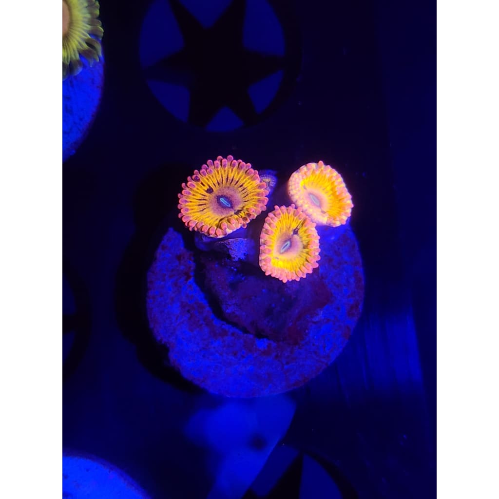 Chiqita Zoanthid Frag WYSIWYG!