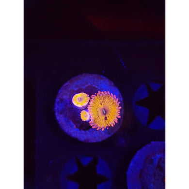 Chiqita Zoanthid Frag WYSIWYG!