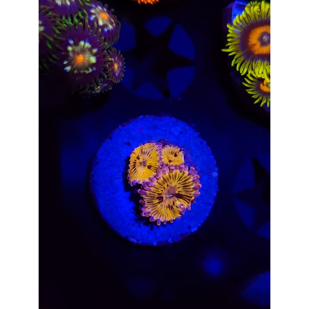 Chiqita Zoanthid Frag WYSIWYG!