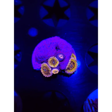 Chiqita Zoanthid Frag WYSIWYG!