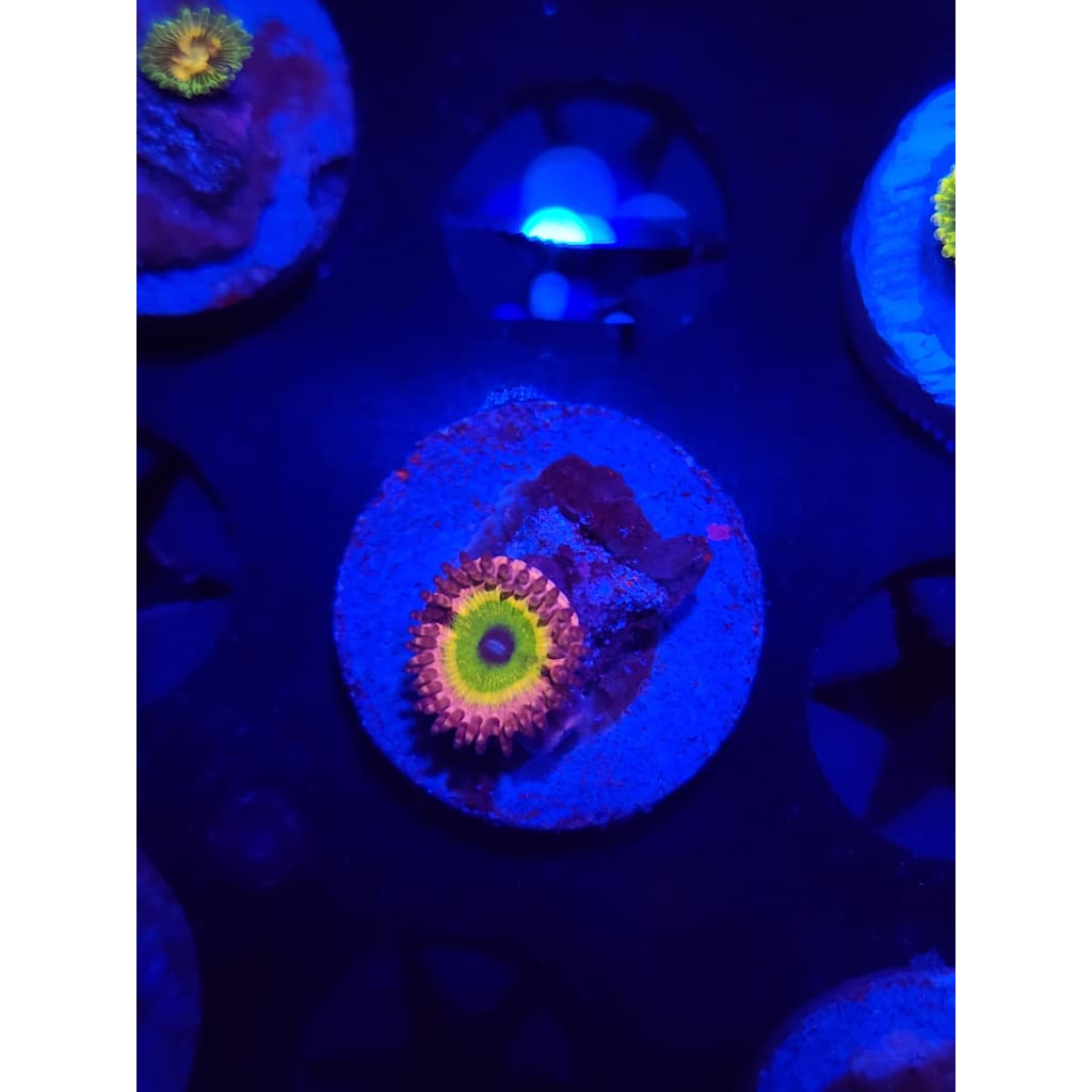 Chuckie’s Bride Zoanthid Frag WYSIWYG!