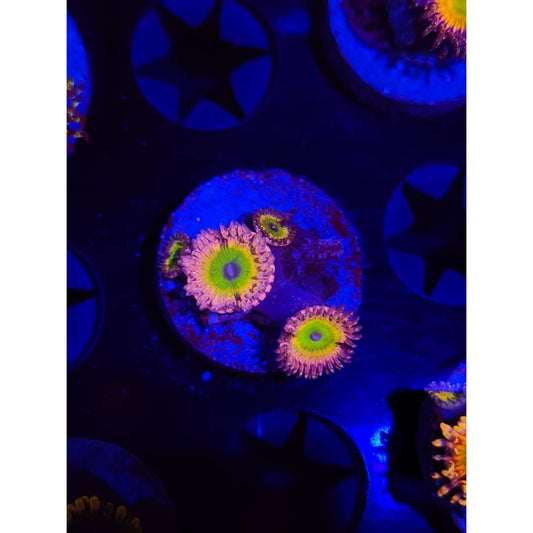 Chuckie’s Bride Zoanthid Frag WYSIWYG!