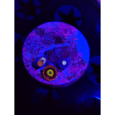 Circus Zoanthid Frag WYSIWYG!
