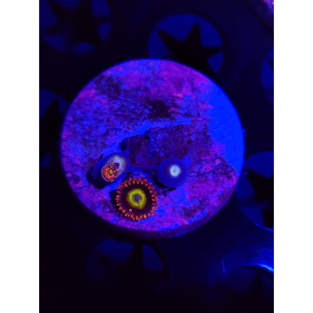 Circus Zoanthid Frag WYSIWYG!