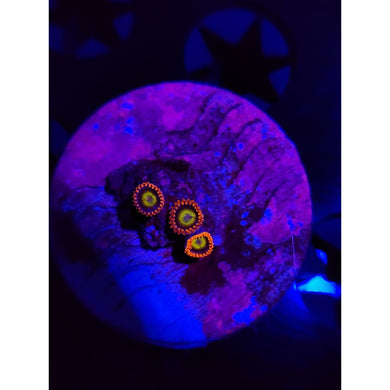 Circus Zoanthid Frag WYSIWYG!