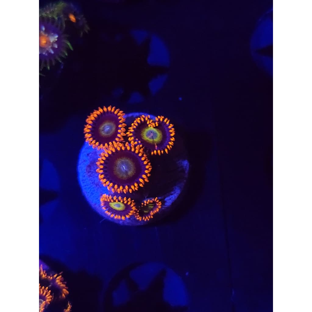 Circus Zoanthid Frag WYSIWYG!