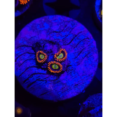 Circus Zoanthid Frag WYSIWYG!