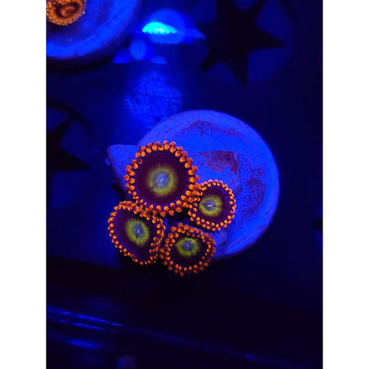 Circus Zoanthid Frag WYSIWYG!