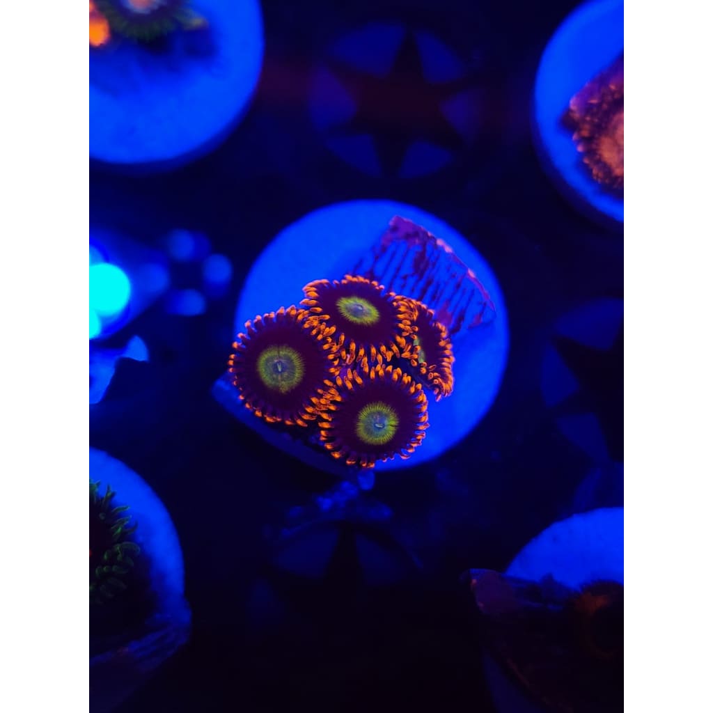 Circus Zoanthid Frag WYSIWYG!