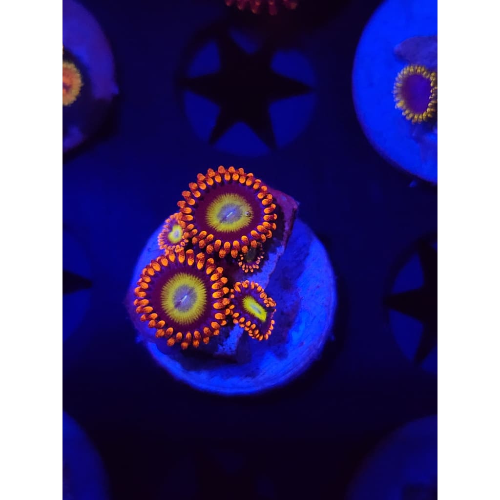 Circus Zoanthid Frag WYSIWYG!
