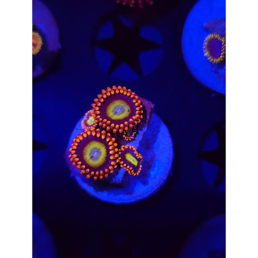 Circus Zoanthid Frag WYSIWYG!