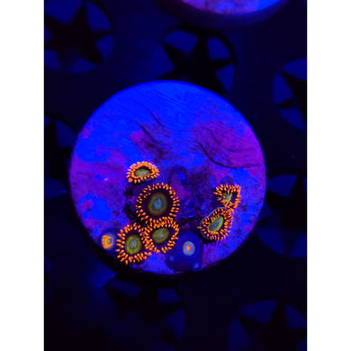 Circus Zoanthid Frag WYSIWYG!