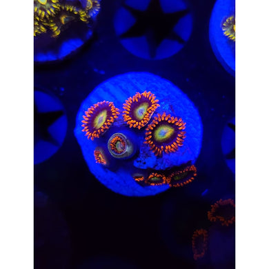 Circus Zoanthid Frag WYSIWYG!