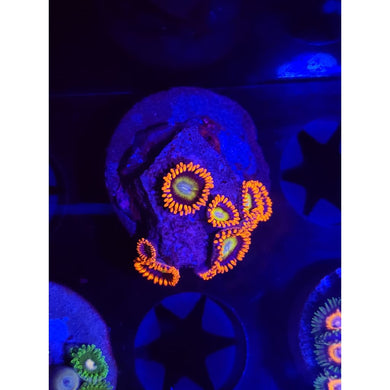 Circus Zoanthid Frag WYSIWYG!