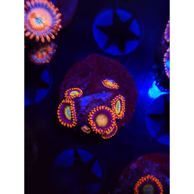 Circus Zoanthid Frag WYSIWYG!