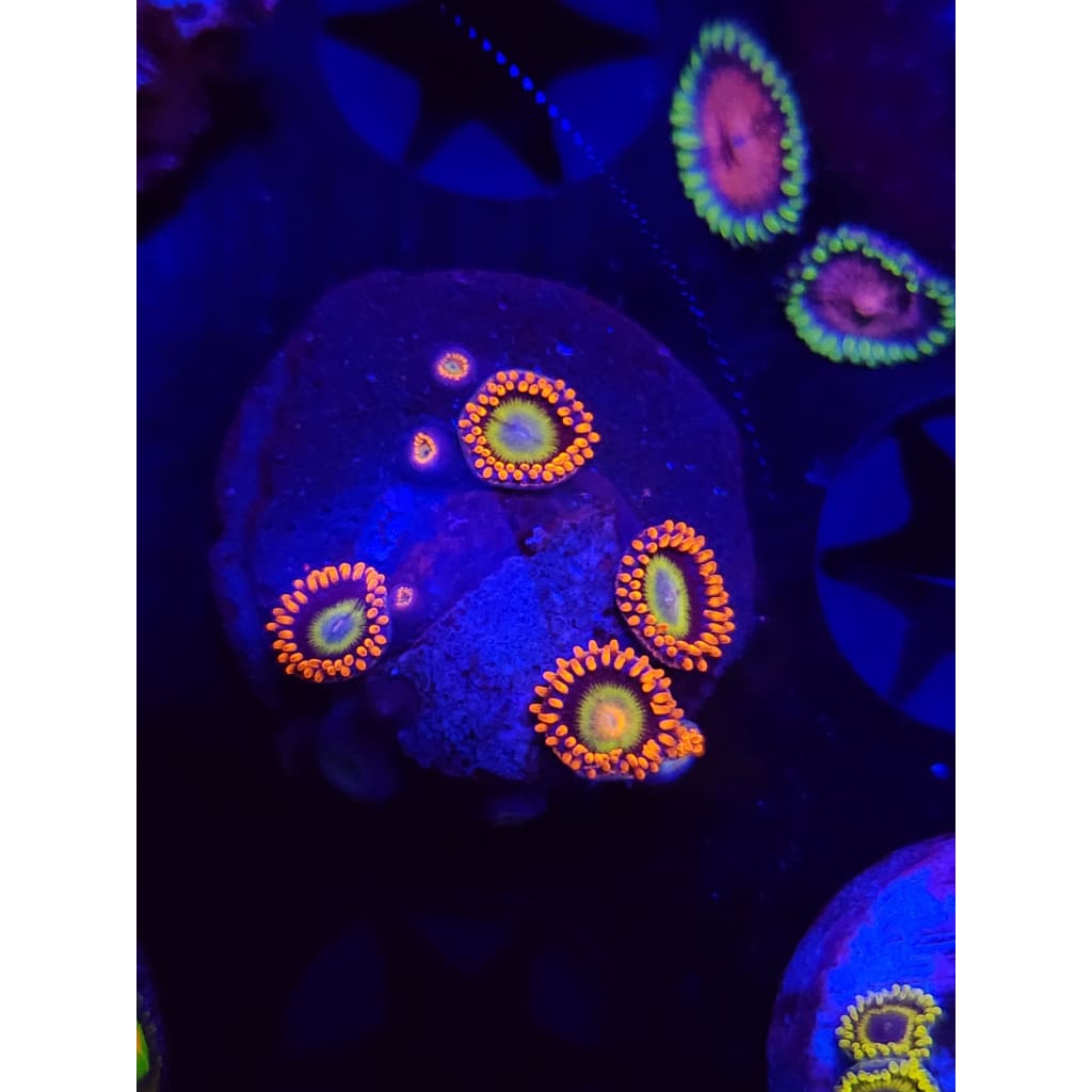 Circus Zoanthid Frag WYSIWYG!