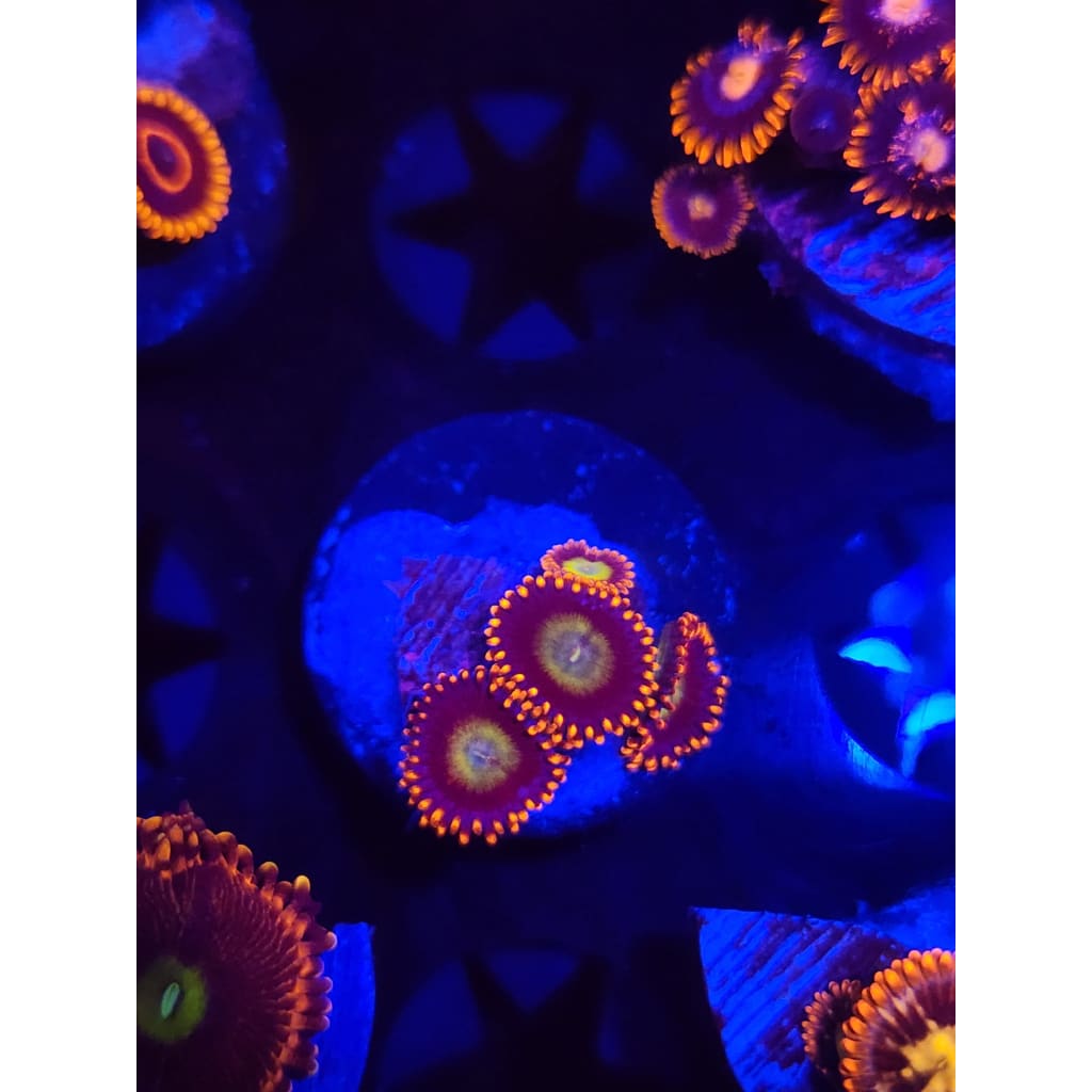 Circus Zoanthid Frag WYSIWYG!