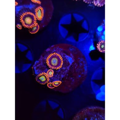Circus Zoanthid Frag WYSIWYG!